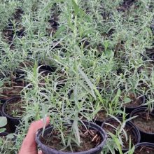 گلدان ترخون Artemisia dracunculus