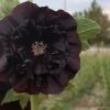 گل ختمی سیاه