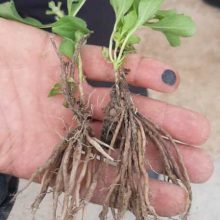 نشاء ریشه لخت استویا یا stevia rebaudiana Seedlings