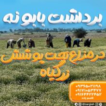 برداشت بابونه در مزارع تحت پوشش بوشهر | قاسم زاده