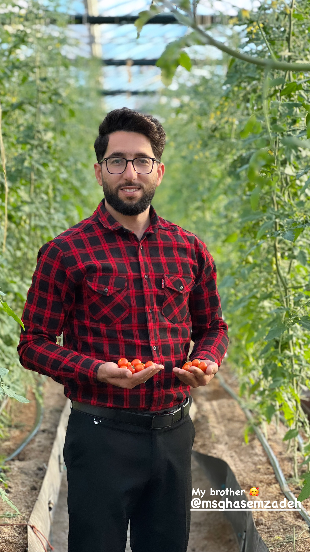 گلخانه زرگیاه