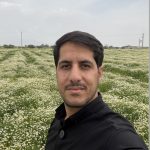 مزرعه بابونه زرگیاه