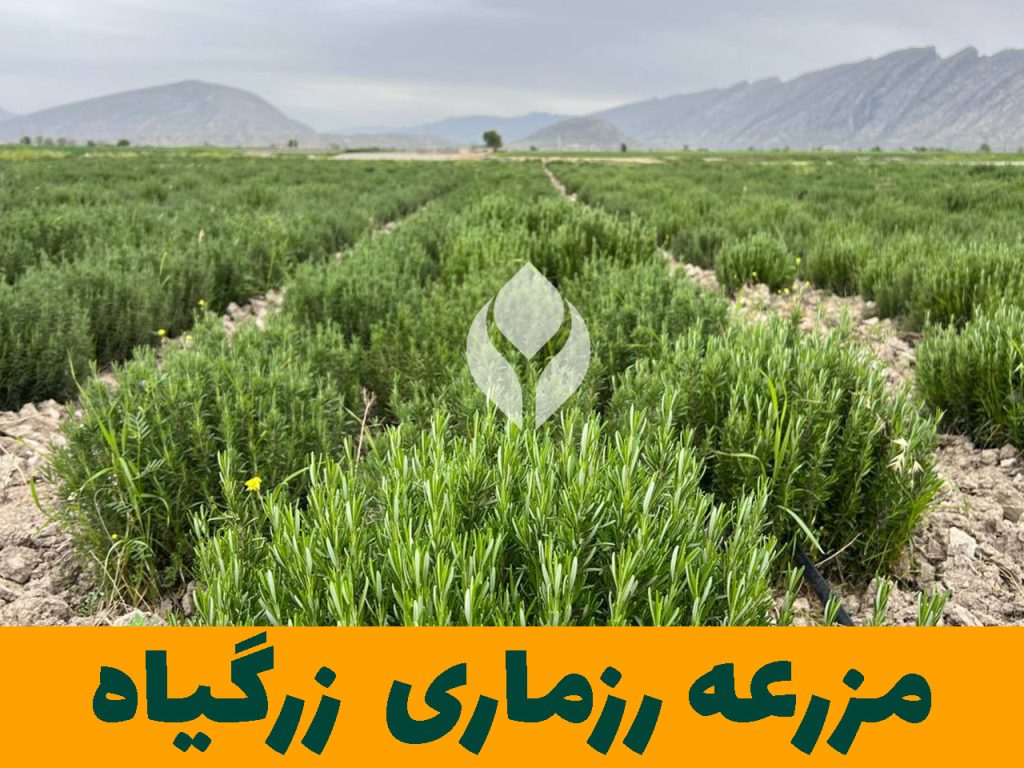 مزرعه گیاهان دارویی زرگیاه قاسم زاده