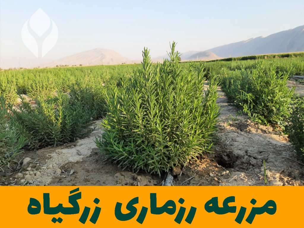 مزرعه گیاهان دارویی زرگیاه قاسم زاده
