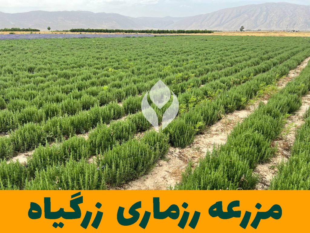 مزرعه گیاهان دارویی زرگیاه قاسم زاده