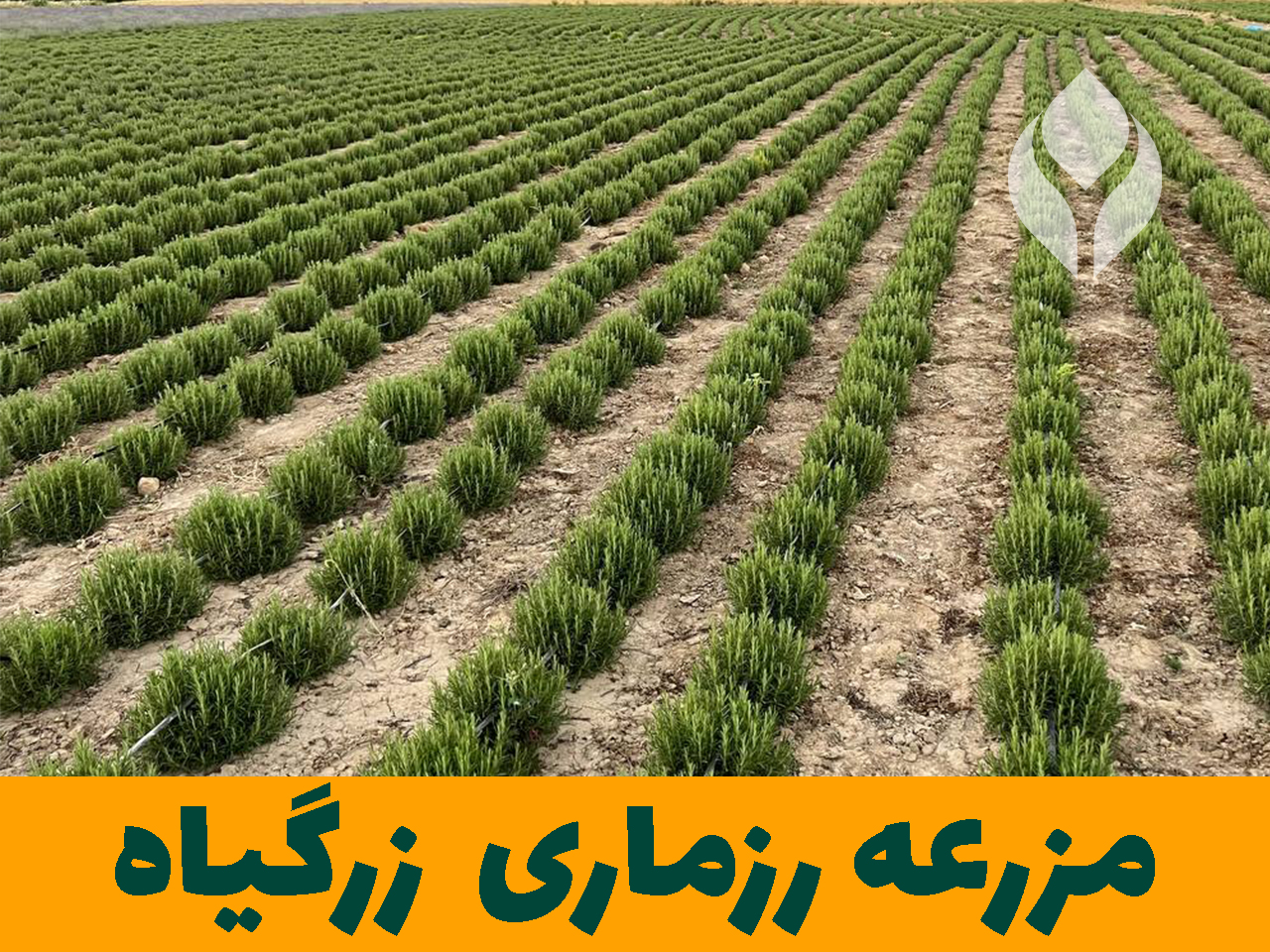 مزرعه گیاهان دارویی زرگیاه قاسم زاده