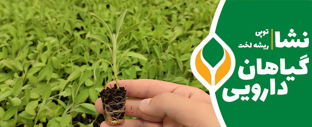 نشا گیاهان دارویی