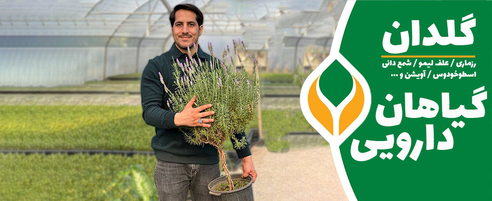 گلدان گیاهان دارویی زرگیاه