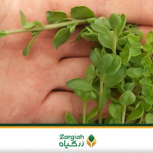 نشا آویشن شیرازی زرگیاه
