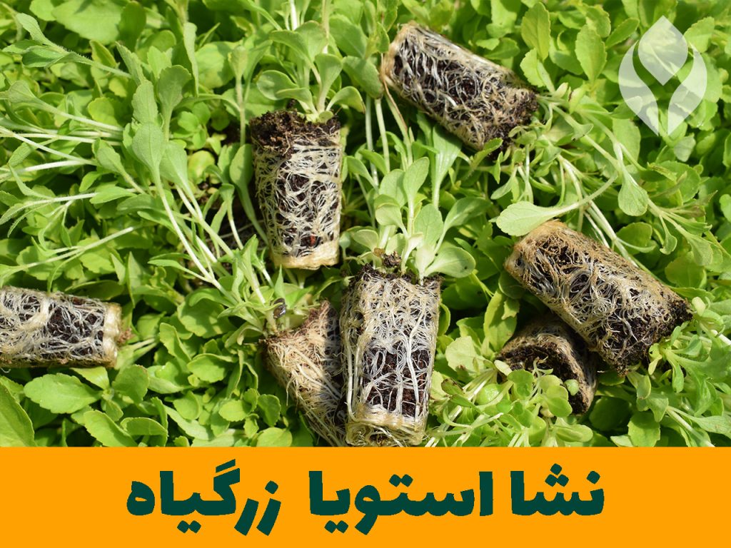 بذر نشا استویا گیاهان دارویی زرگیاه قاسم زاده