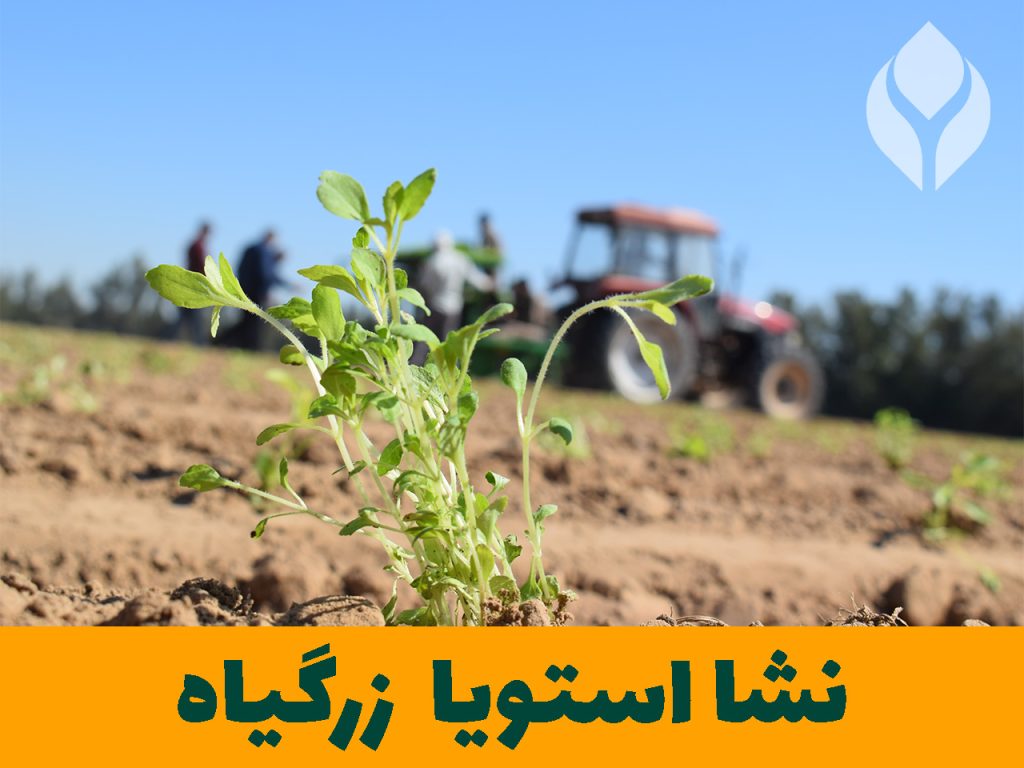 بذر نشا استویا گیاهان دارویی زرگیاه