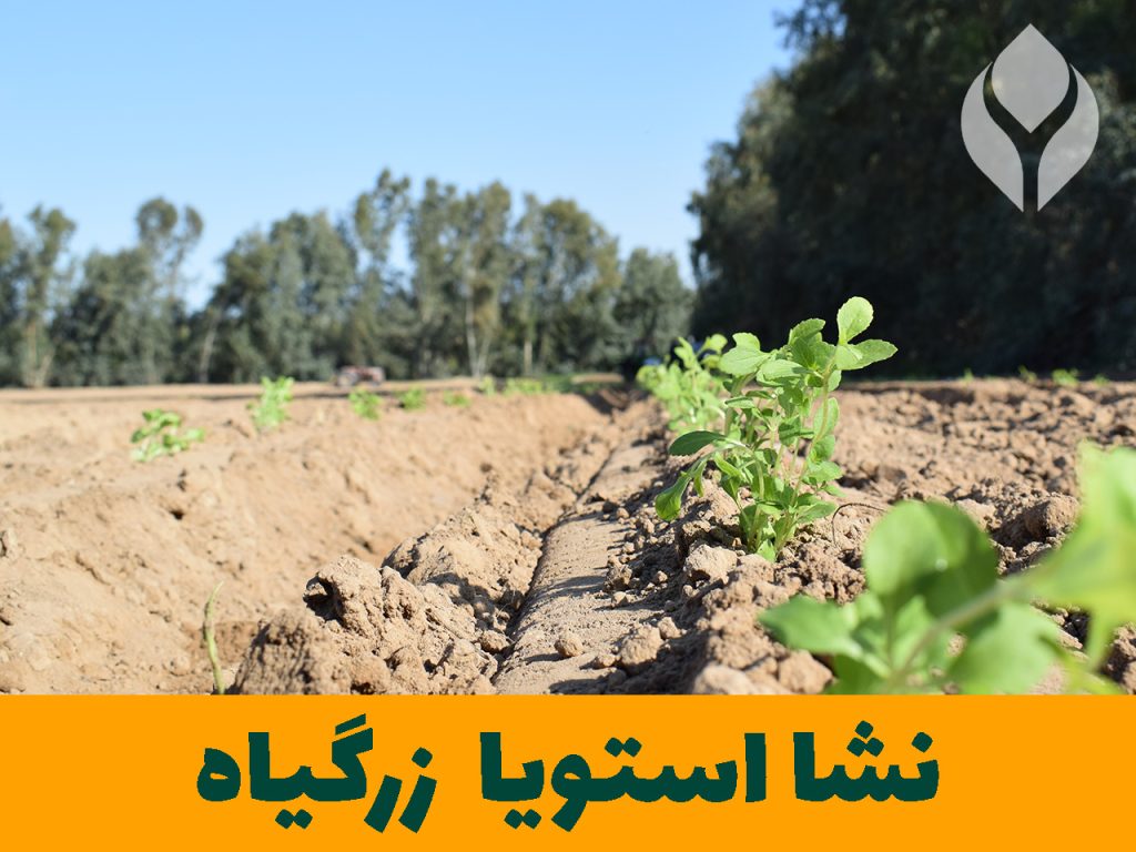 بذر نشا استویا گیاهان دارویی زرگیاه قاسم زاده