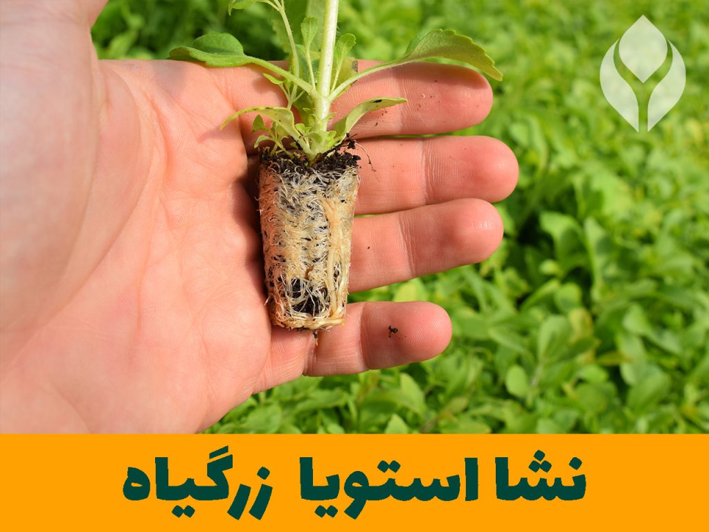 بذر نشا استویا گیاهان دارویی زرگیاه قاسم زاده