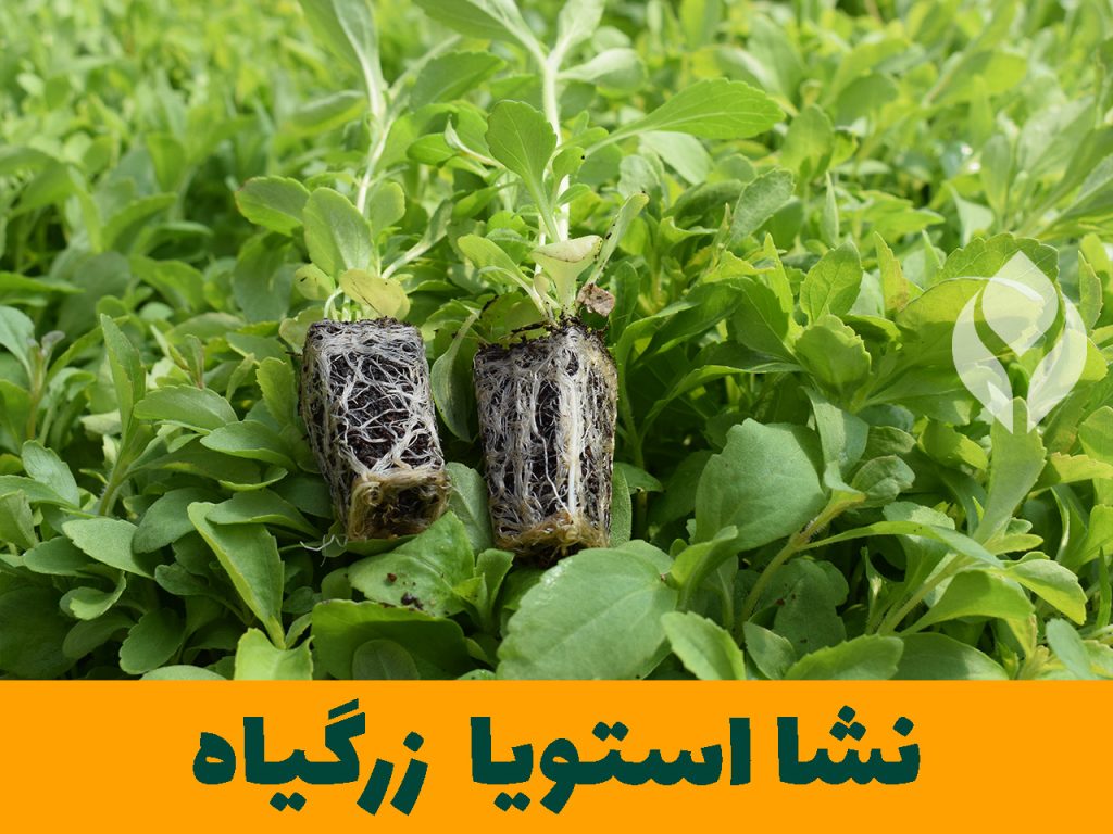 بذر نشا استویا گیاهان دارویی زرگیاه قاسم زاده