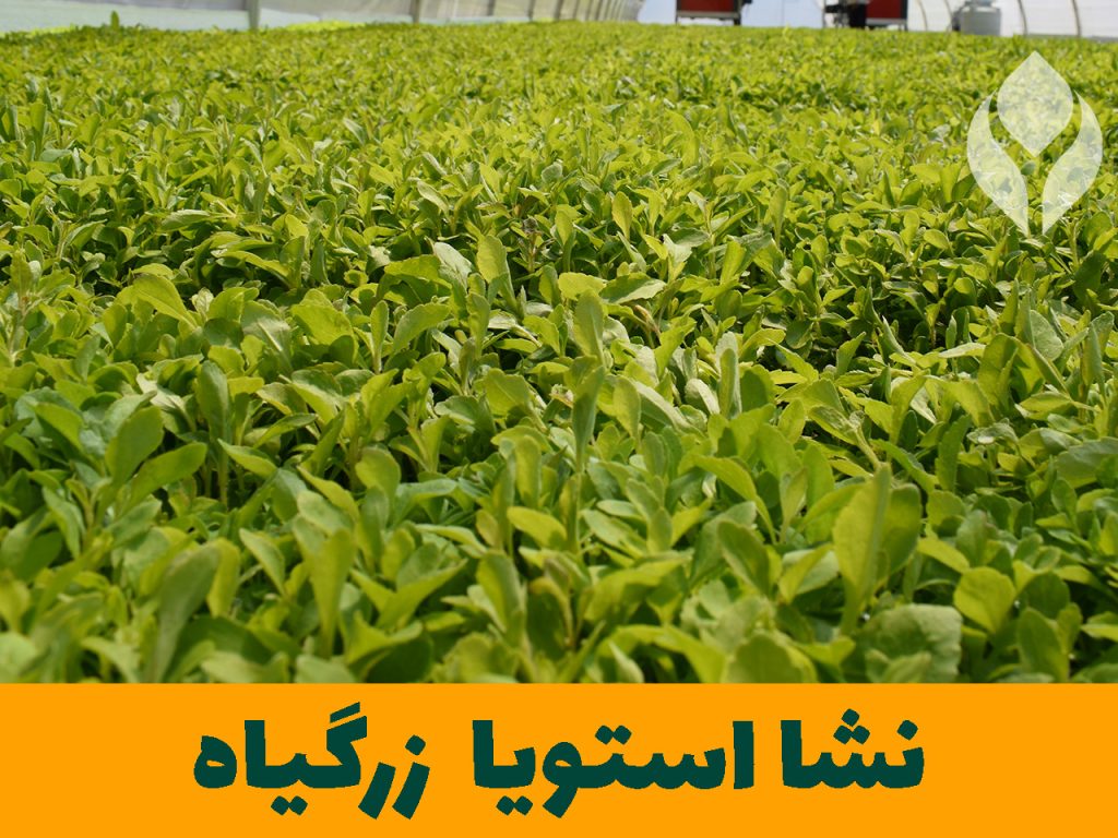 بذر نشا استویا گیاهان دارویی زرگیاه قاسم زاده