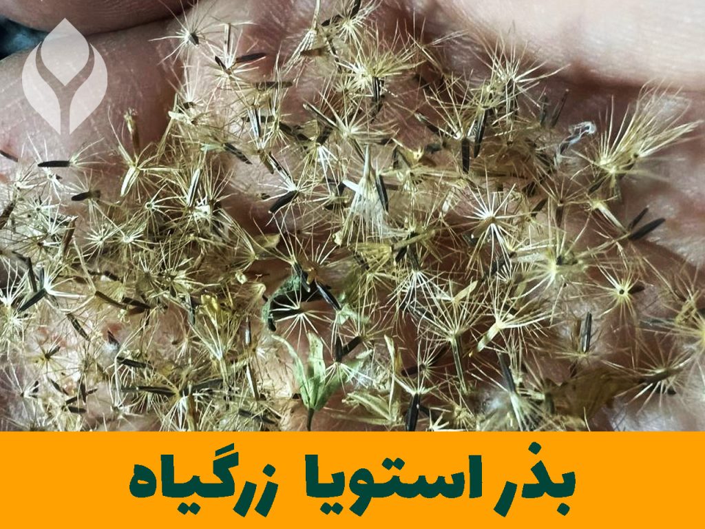 زرگیاه بزرگ ترین تولید کننده بذر استویا در ایران