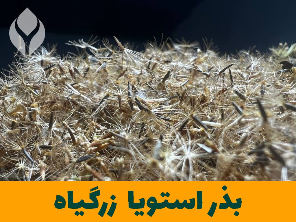 زرگیاه بزرگ ترین تولید کننده بذر استویا در ایران