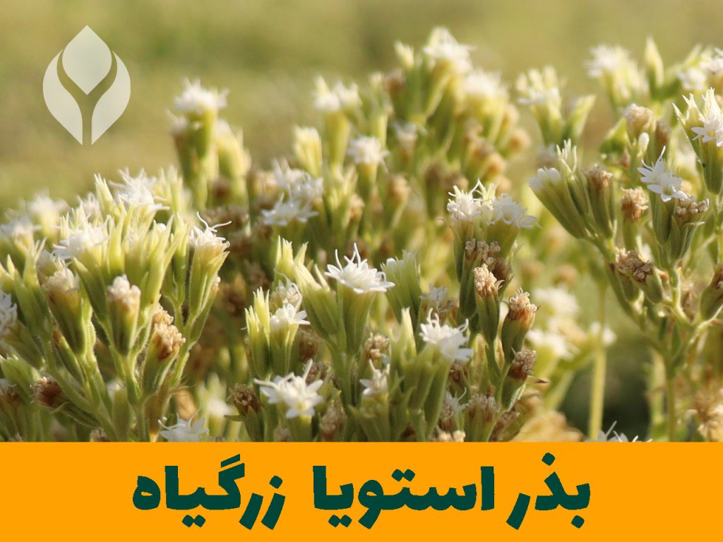 زرگیاه بزرگ ترین تولید کننده بذر استویا در ایران