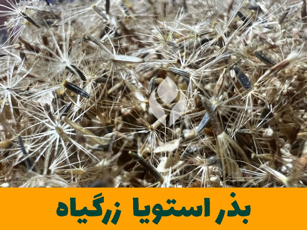 زرگیاه بزرگ ترین تولید کننده بذر استویا در ایران