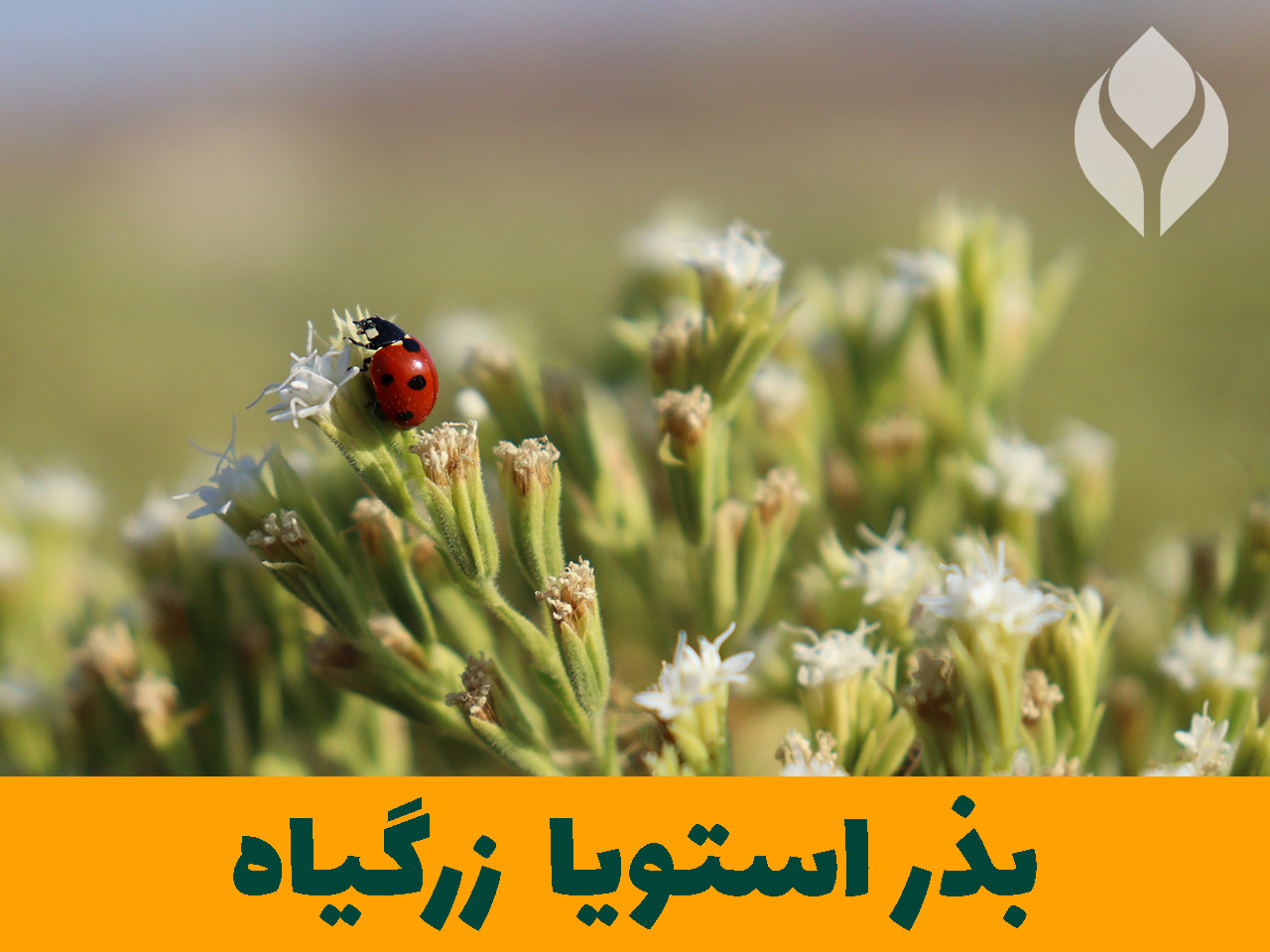 زرگیاه بزرگ ترین تولید کننده بذر استویا در ایران