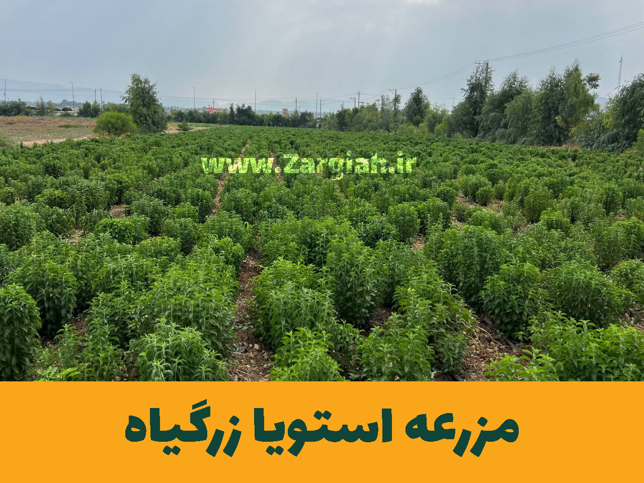مزرعه استویا زرگیاه