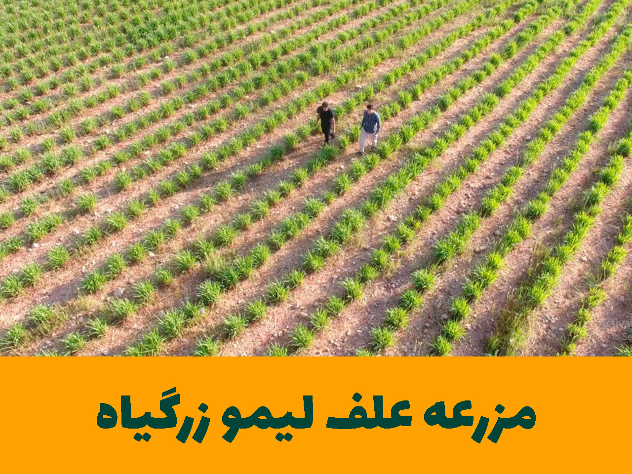 مزرعه علف لیمو زرگیاه