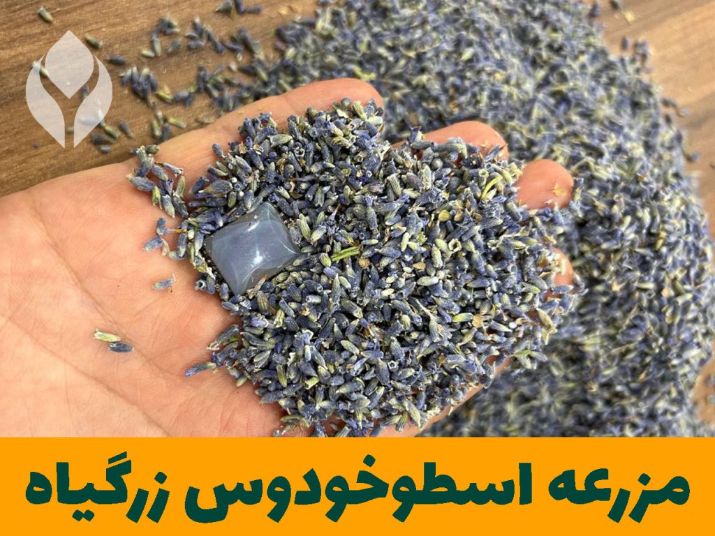 مزرعه اسطوخودوس زرگیاه قاسم زاده