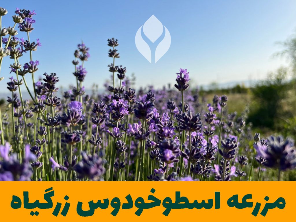 مزرعه اسطوخودوس زرگیاه قاسم زاده