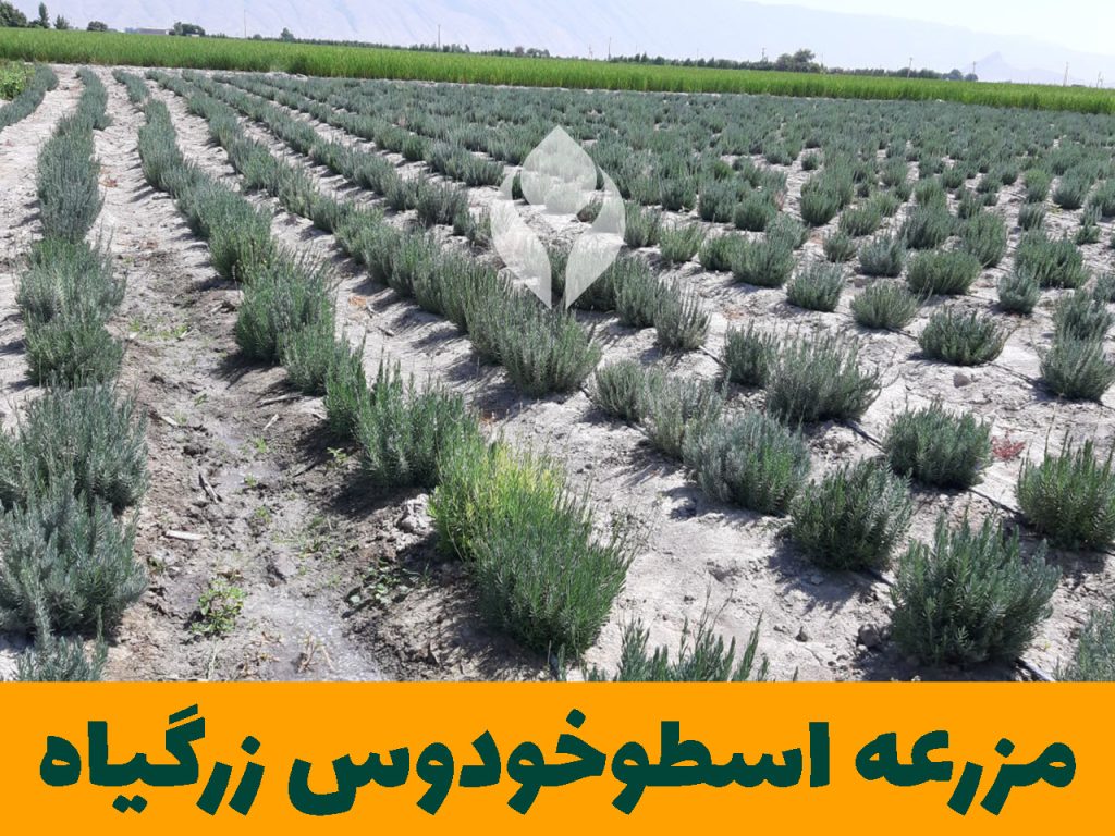 مزرعه اسطوخودوس زرگیاه قاسم زاده