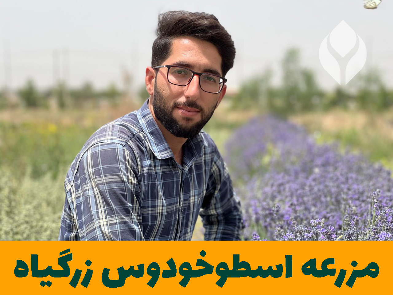 مزرعه اسطوخودوس زرگیاه قاسم زاده