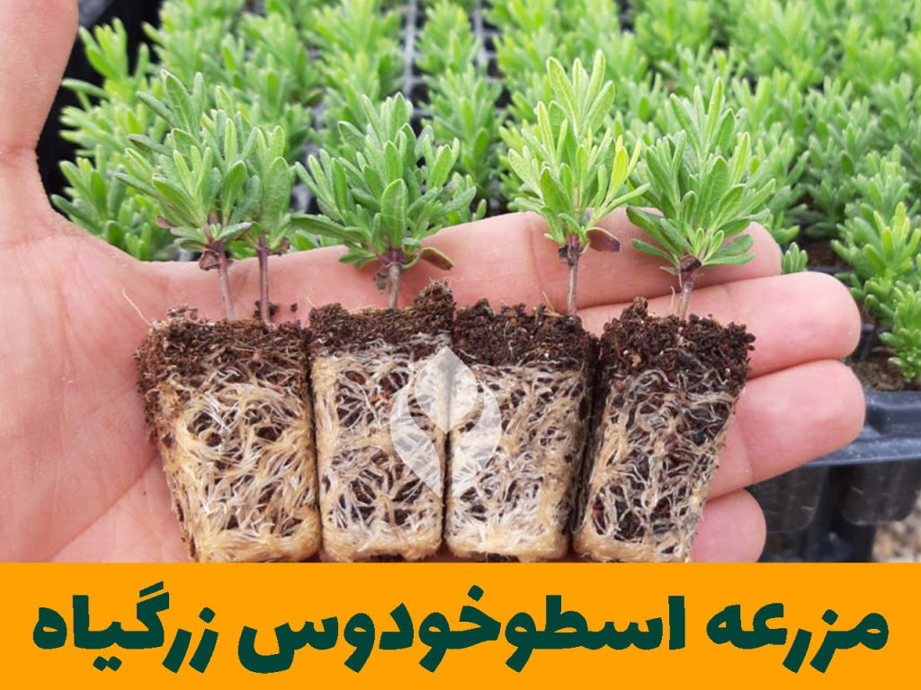 مزرعه اسطوخودوس زرگیاه قاسم زاده
