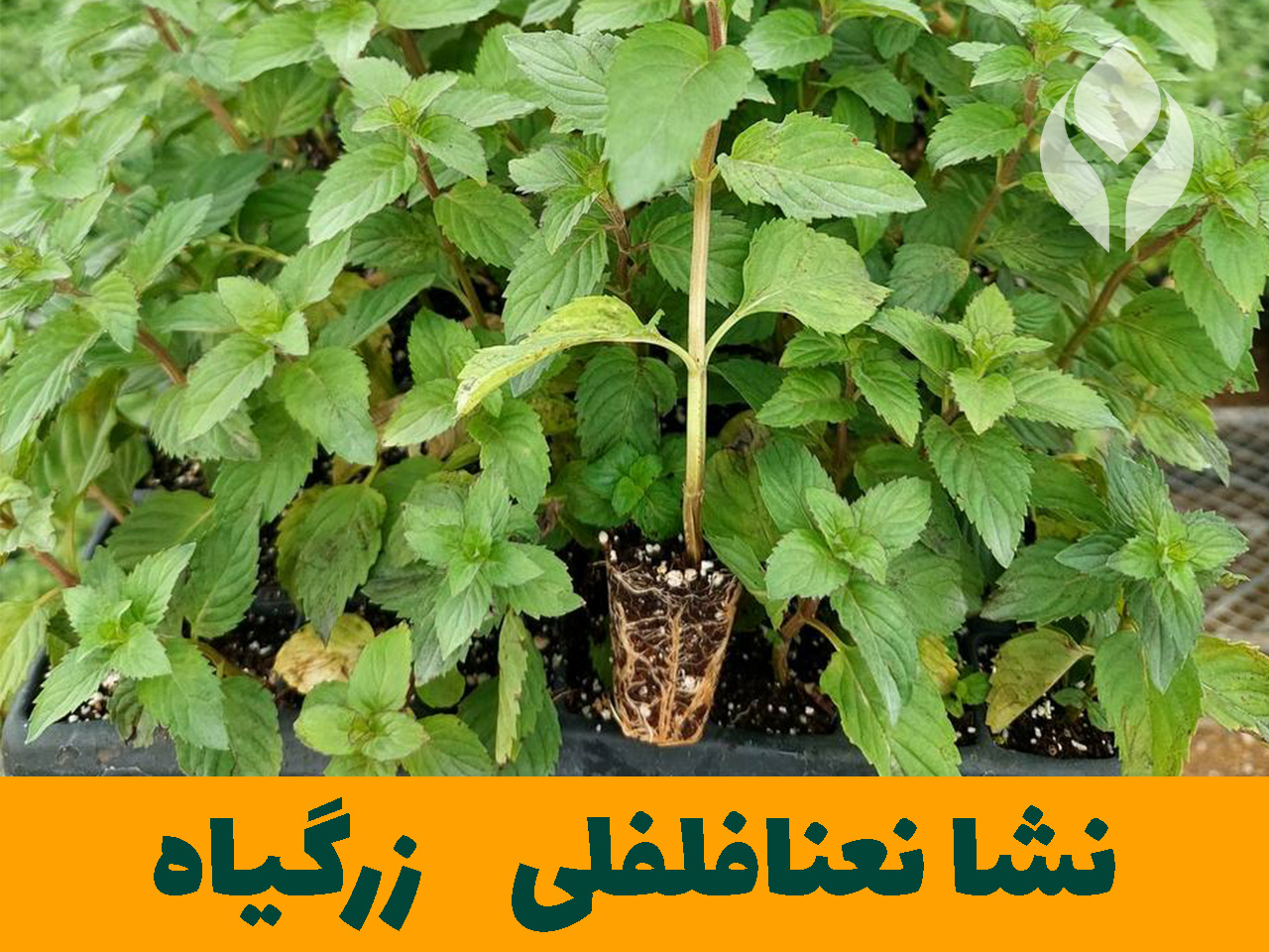 نشا نعنافلفلی زرگیاه قاسم زاده