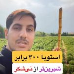 مزرعه استویا زرگیاه قاسم زاده zargiah