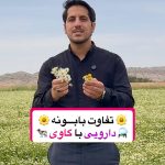مزرعه بابونه زرگیاه قاسم زاده zargiah