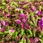 غنچه گل محمدی زرگیاه قاسم زاده zargiah